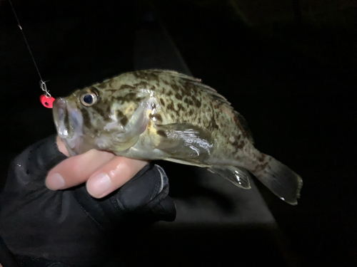 ソイの釣果