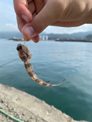 スジハゼの釣果