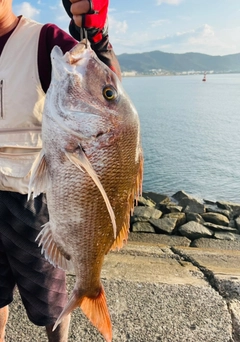 タイの釣果