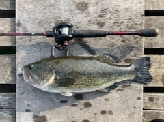 ブラックバスの釣果