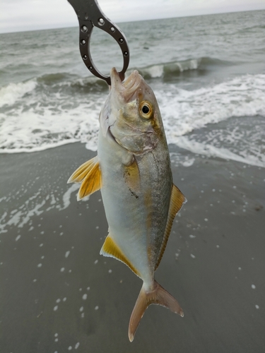 ショゴの釣果