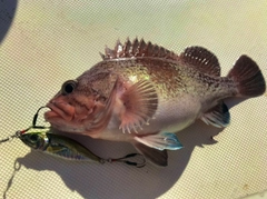 タヌキメバルの釣果