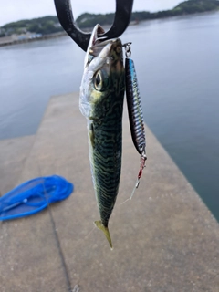 サバの釣果