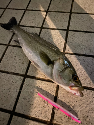 スズキの釣果