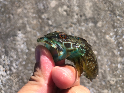 アナハゼの釣果