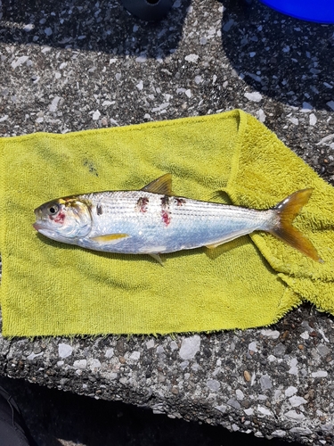 コノシロの釣果