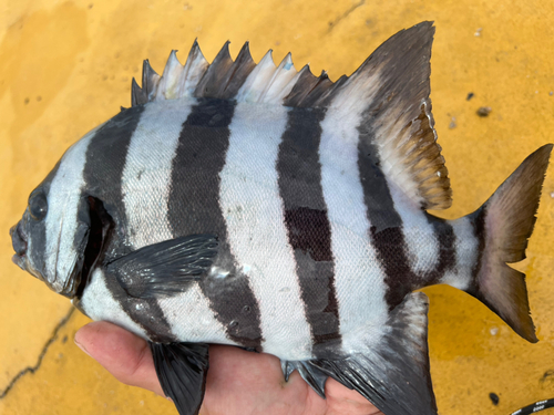 イシダイの釣果