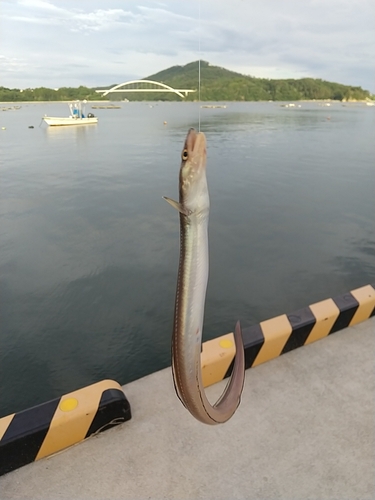 アナゴの釣果