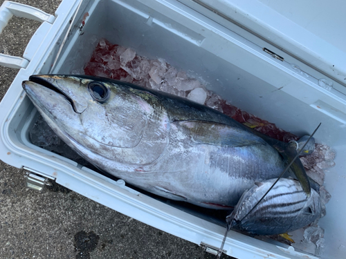 キハダマグロの釣果