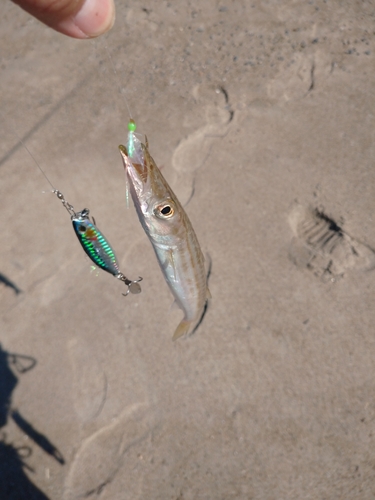 カマスの釣果