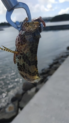 イシミーバイの釣果