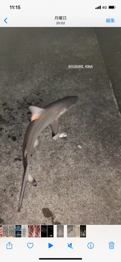 ウツボの釣果