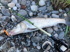 ニゴイの釣果