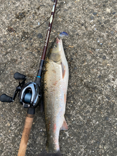 マルタウグイの釣果