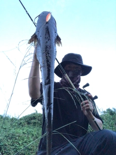 ナマズの釣果