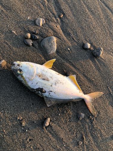 ショゴの釣果