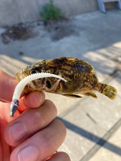 タケノコメバルの釣果