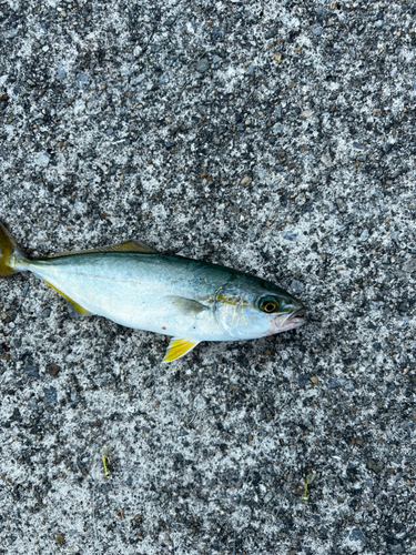 ツバスの釣果