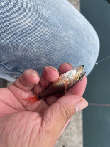 クロホシイシモチの釣果