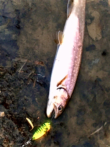 アメマスの釣果