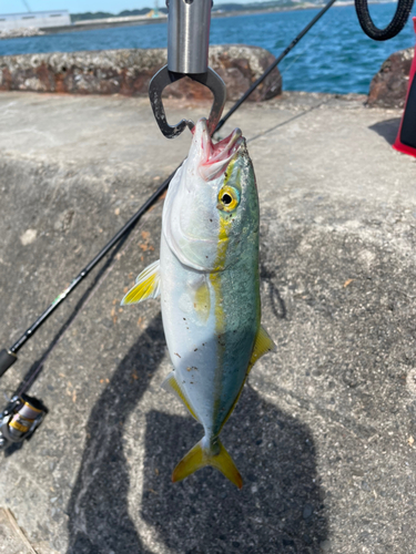 ワカナゴの釣果