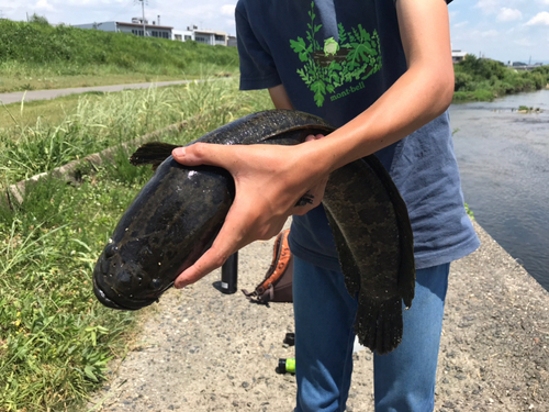 ライギョの釣果