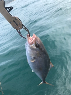 ショゴの釣果