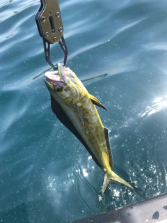 シイラの釣果