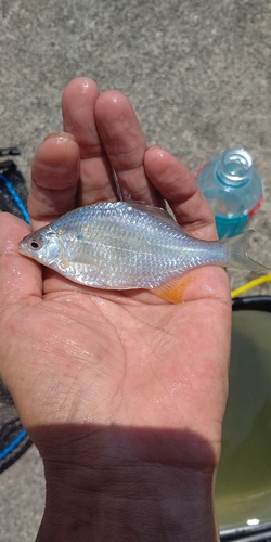 タナゴの釣果