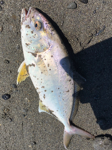 ショゴの釣果