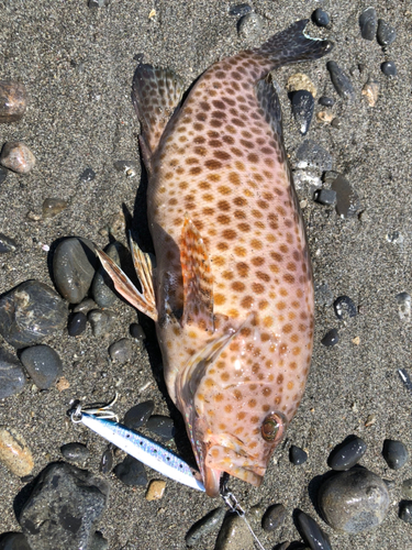 オオモンハタの釣果