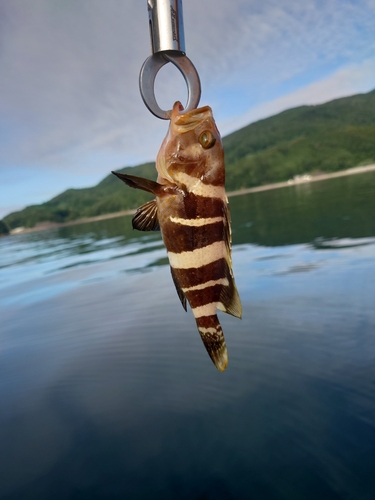 アオハタの釣果