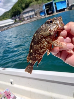 カサゴの釣果