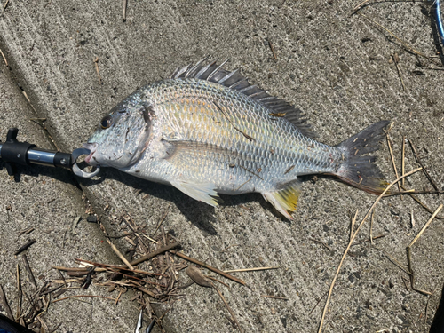 キビレの釣果