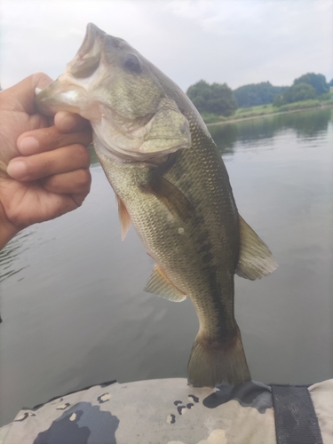 ラージマウスバスの釣果