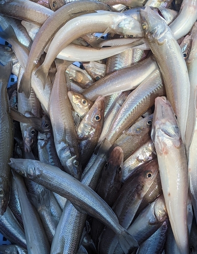 キスの釣果