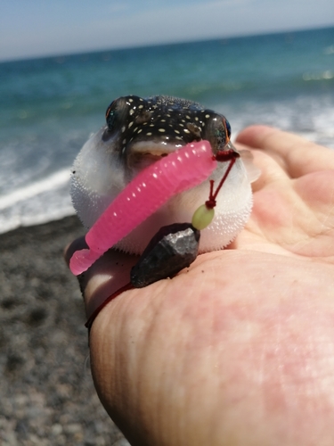 フグの釣果