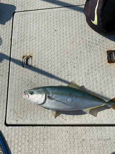 ハマチの釣果