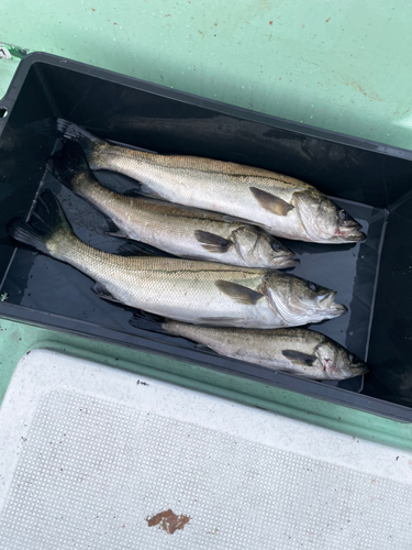 シーバスの釣果