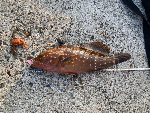 アコウの釣果