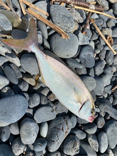 ショゴの釣果