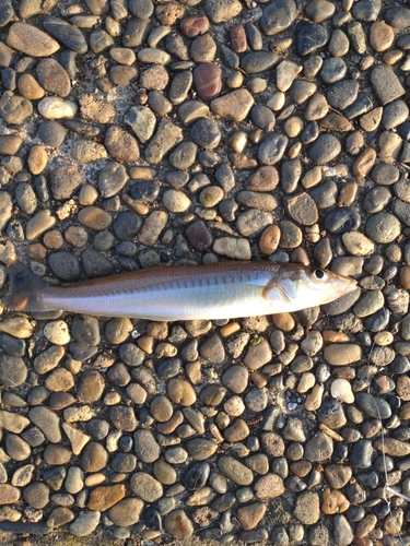 キスの釣果