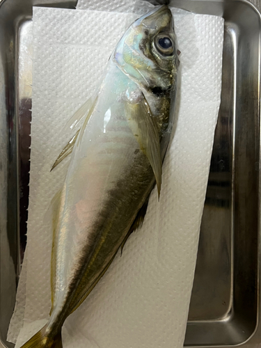 マアジの釣果