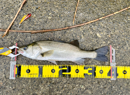 シーバスの釣果