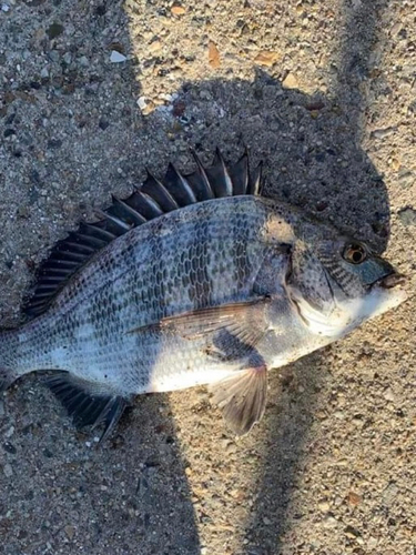 クロダイの釣果