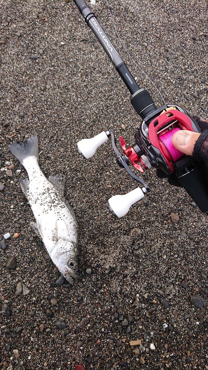 セイゴ（ヒラスズキ）