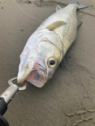 フッコ（マルスズキ）の釣果