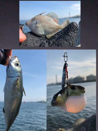 サバの釣果