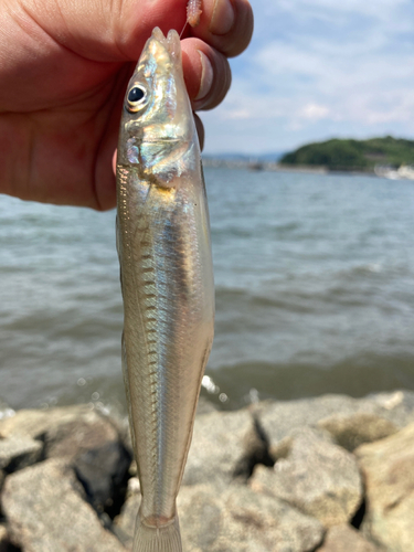 キスの釣果