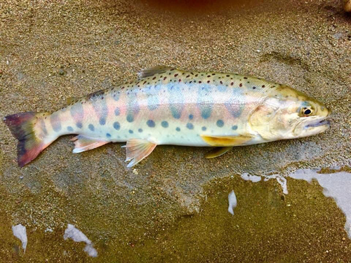 ヤマメの釣果